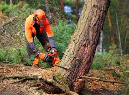 Best Tree Risk Assessment  in Mcgovern, PA