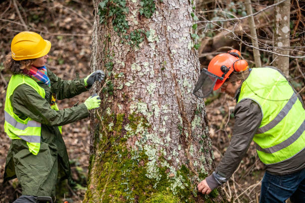 Best Tree Trimming and Pruning  in Mcgovern, PA