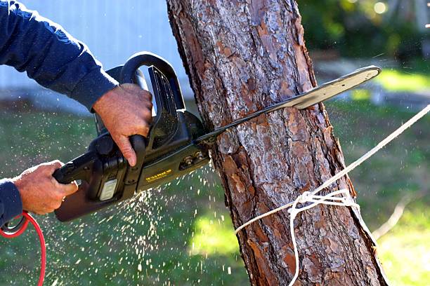 Best Stump Grinding and Removal  in Mcgovern, PA