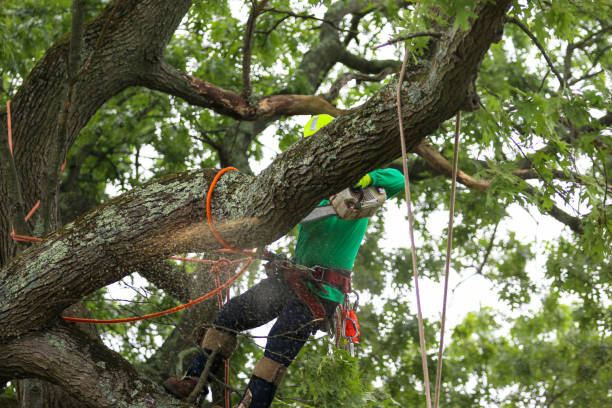 Best Commercial Tree Services  in Mcgovern, PA