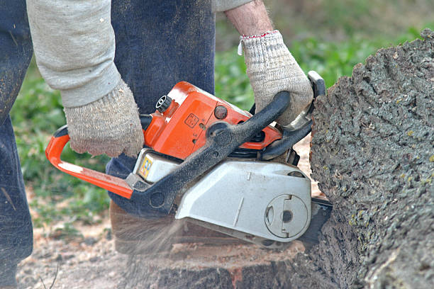 How Our Tree Care Process Works  in  Mcgovern, PA