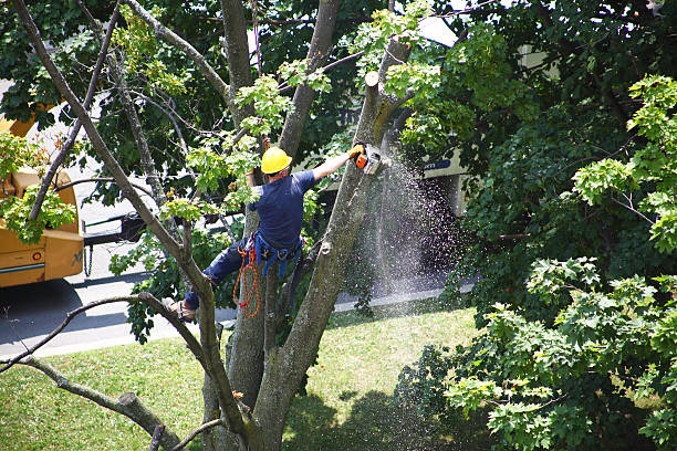 Best Lawn Disease Treatment  in Mcgovern, PA