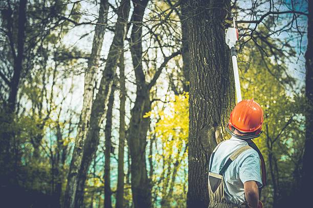 Best Fruit Tree Pruning  in Mcgovern, PA