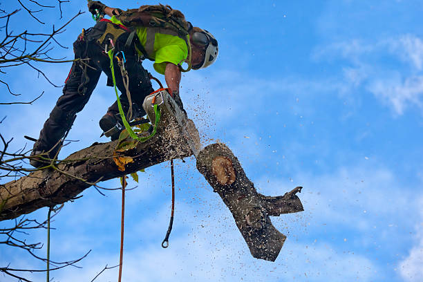 Best Palm Tree Trimming  in Mcgovern, PA