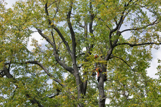 Best Tree Disease Treatment  in Mcgovern, PA